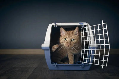 The Cat Carrier Conundrum: Tips for Stress-Free Travel Experiences