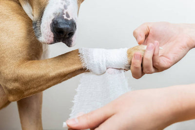 How to Clean and Dress Your Dog's Wound at Home