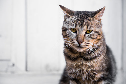 Caring for Senior Cats