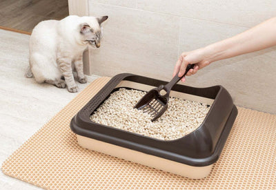 Dos and Don'ts of Cat Litter Box Maintenance