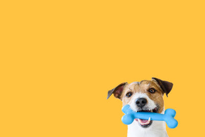 Mental Stimulation for Dogs Using Dog Toys