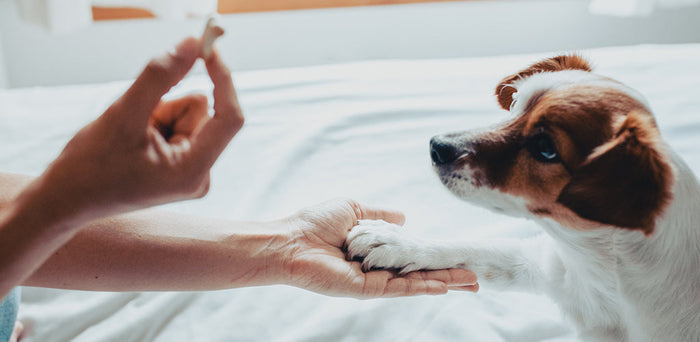 How to provide treats and chews for your puppy