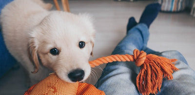 How to pick the right toy for your puppy