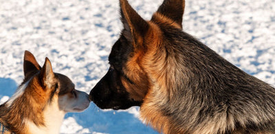 Best Ways To Take Care Of Your Dog During Winters