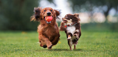 4 best practices to keep your dog healthy