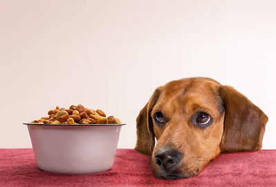 Dog Treats: Everything you need to know