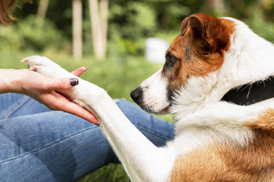 5 Reasons Why Your Dog Should Take a Joint Supplement