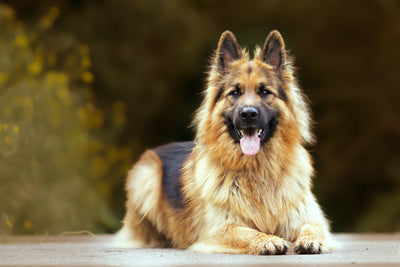 How to Care for Senior Dogs: A Complete Guide