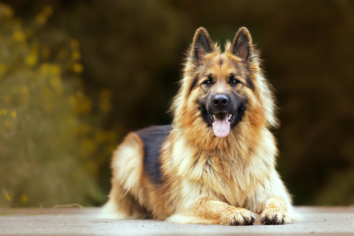 How to Care for Senior Dogs