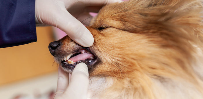 Best Dog Dental Treats for Your Pet
