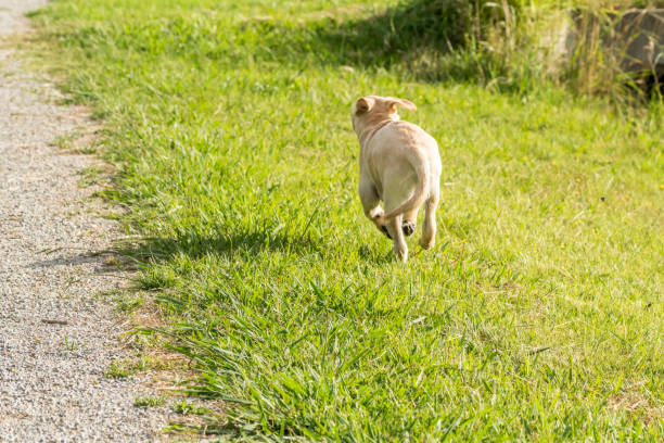 How to teach your dog not to run away from home?