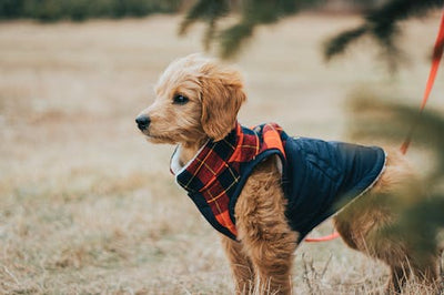 Tips To Remember When Buying Clothes & Dresses For Dogs