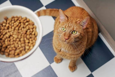 When To Switch From Kitten Food To Cat Food?