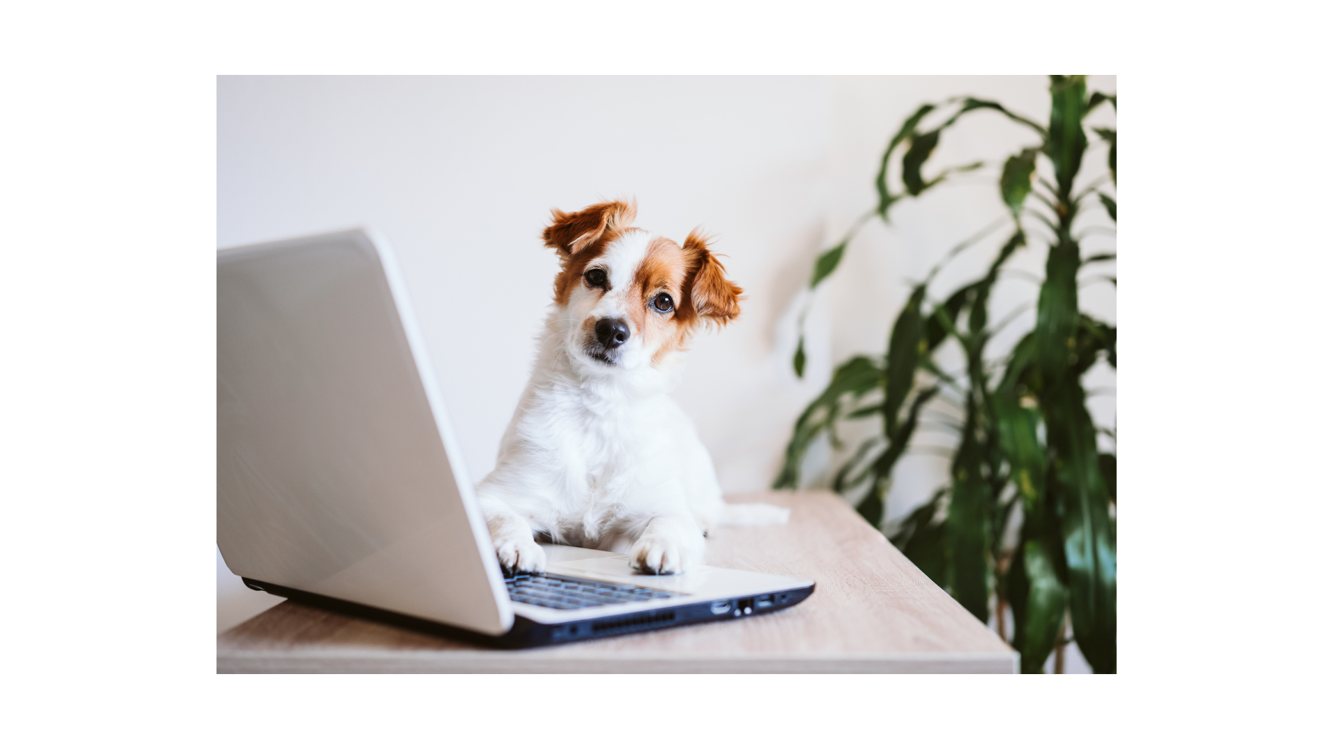 The Latest Pet Industry Trends - Your Professional Guide!