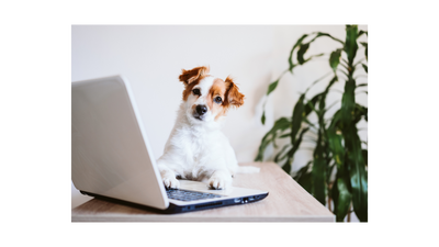 The Latest Pet Industry Trends - Your Professional Guide!