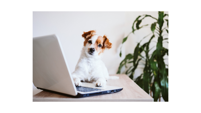The Latest Pet Industry Trends - Your Professional Guide!