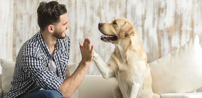 How to keep your pet happy indoors?