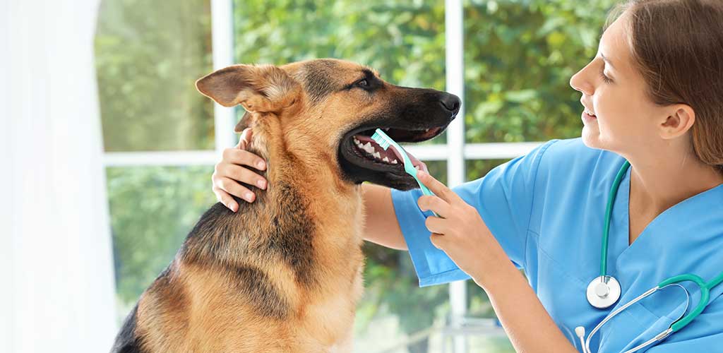 3 Best Ways to Improve the Dental Health of Your Pet