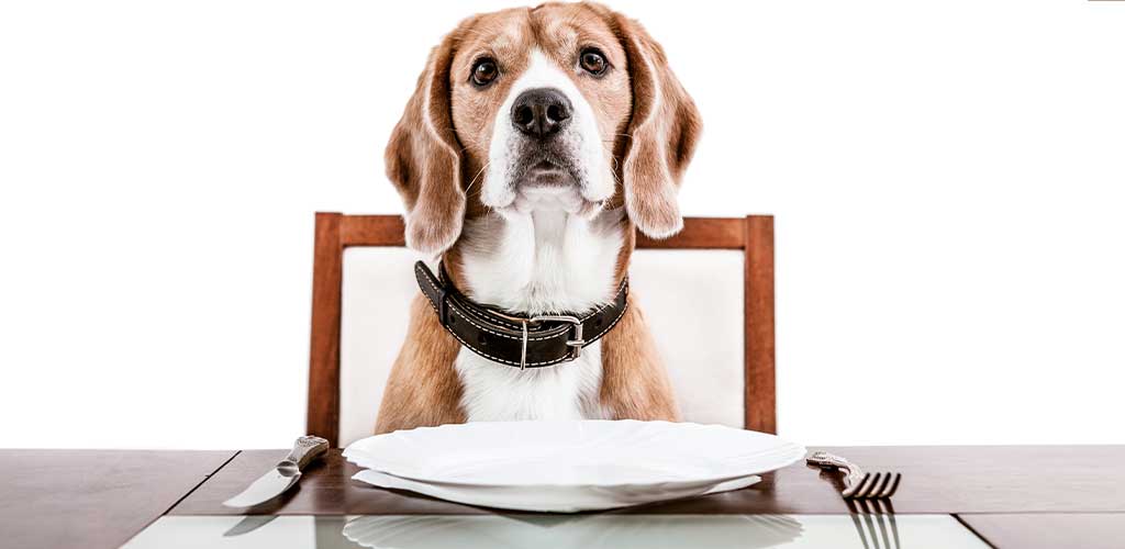 How to teach your dog basic mealtime manners?