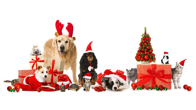 The Ultimate Gift Guide for Cat and Dog Lovers
