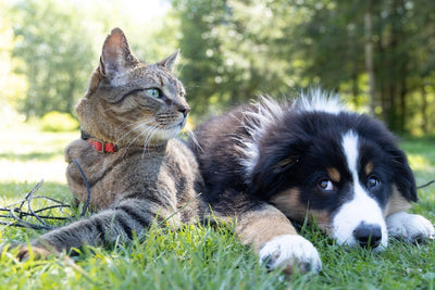 Guide For Pet Owners: Health Care And Wellness Of Pet At Home