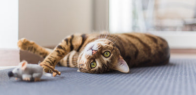 6 things that cats love doing