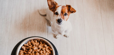 How to pick the right food for your dog