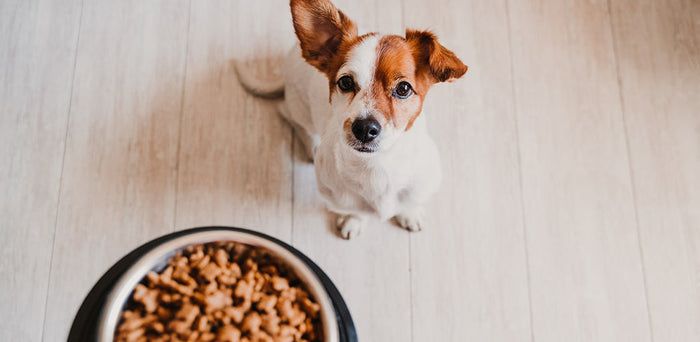 How to pick the right food for your dog