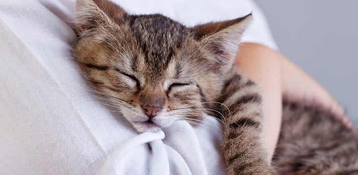 Got your pet vaccinated? Here’s what to do next.