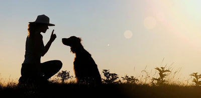 Why is Dog Training Important?