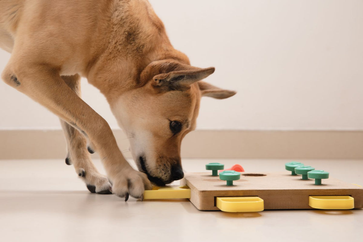 Dog Puzzle Toys  That's So Fetch!