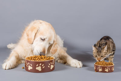 A Guide to Choosing The Healthiest Food for Pets