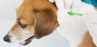 How to Identify and Remove Ticks from Your Dog?