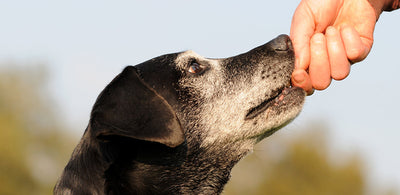 How to Take Care of Your 'Good Old Dog'?