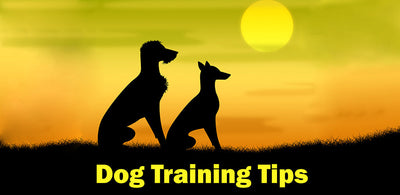 5 Best Dog Training Tips That You Must Follow