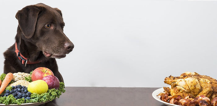Understand Your Dog's Nutritional Needs