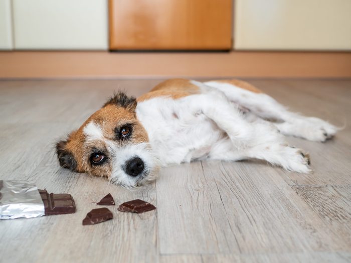 Why is chocolate bad for dogs
