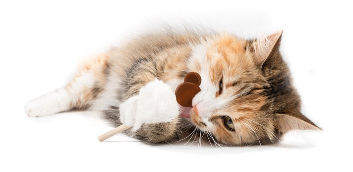 3 Cat Feeding Mistakes One Should Never Commit