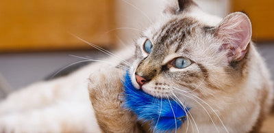 Top Cat Toys You Must Buy For Your Kitty