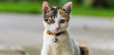 The Importance Of Quick Release Collars For Kittens