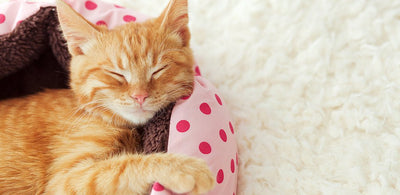 Choosing The Right Bed For Your Kitten