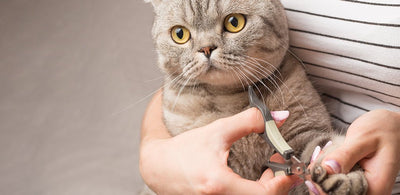 Nail Clipping And Ear Cleaning - Your Kitten Needs It
