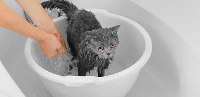 Bathing: Do You Really Need To Bath Your Kitten Regularly?