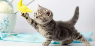 Fun Games To Play With Your Kitten