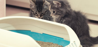 What To Do If Your Kitten Won’t Use The Litter Box