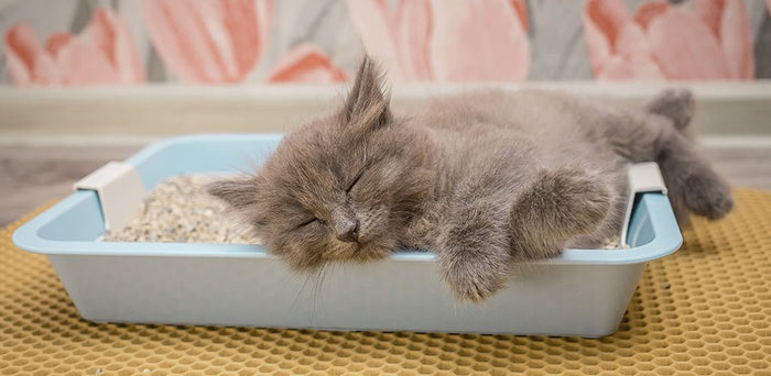 How To Know What Litter Is Best For Your Kitten?