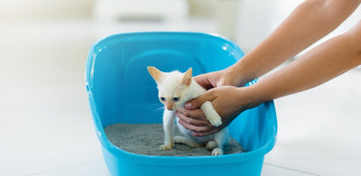 How To Choose The Right Litter Box