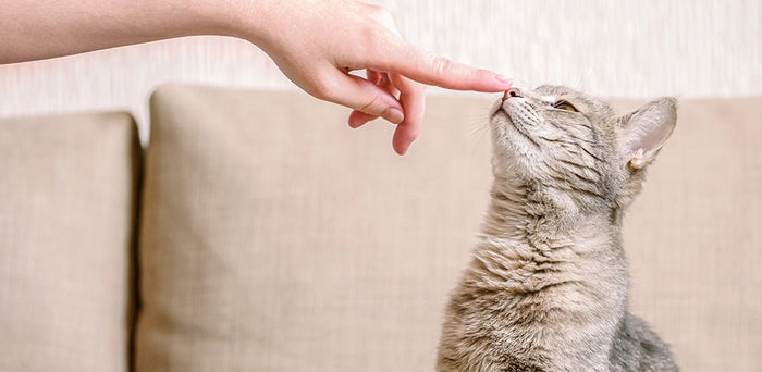 How To Litter Train Your Kitten