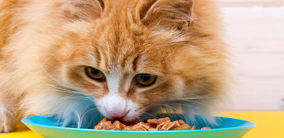 Dry Food vs Wet Food: What To Choose For Your Kitten