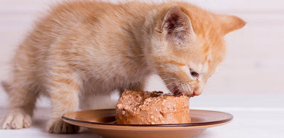 How To Introduce New Foods To Your Kitten’s Diet